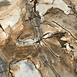 Polished Palomino Granite Slab for Wholesale